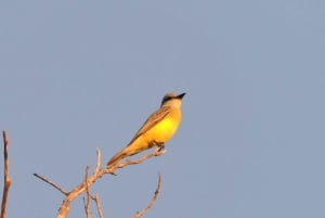 Playa del Carmen: Private Morning Birdwatching Tour