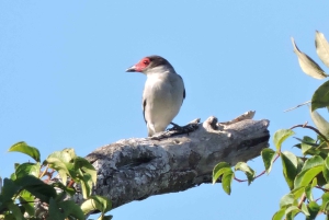 Playa del Carmen: Private Morning Birdwatching Tour