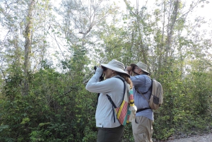 Playa del Carmen: Private Morning Birdwatching Tour