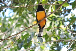 Playa del Carmen: Private Morning Birdwatching Tour