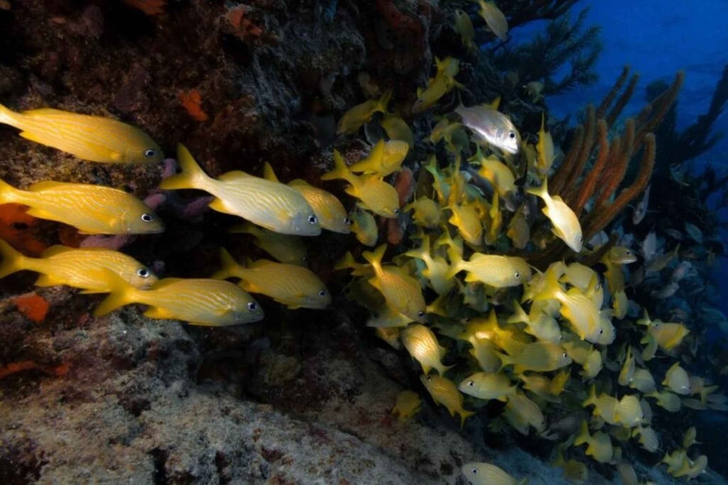Playa del Carmen: Auffrischungstauchgang