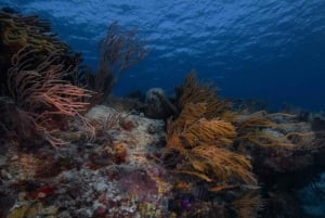 Playa del Carmen: Auffrischungstauchgang