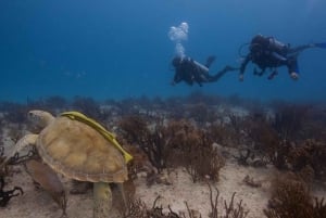 Playa del Carmen: Auffrischungstauchgang
