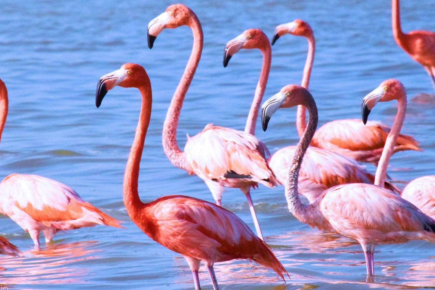 Playa del Carmen: Rio Lagartos en Las Coloradas Tour