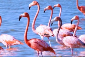 Playa del Carmen: Rio Lagartos en Las Coloradas Tour