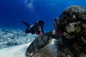 Playa del Carmen: Scuba Diving for certified divers