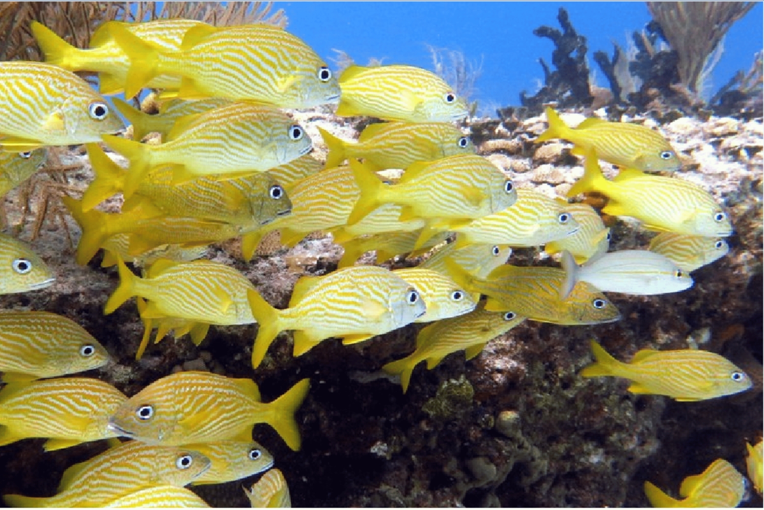 Playa del Carmen: Snorkkelikierros paikallisella riutalla