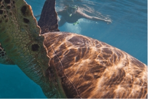 Playa del Carmen: Snorkkelikierros paikallisella riutalla