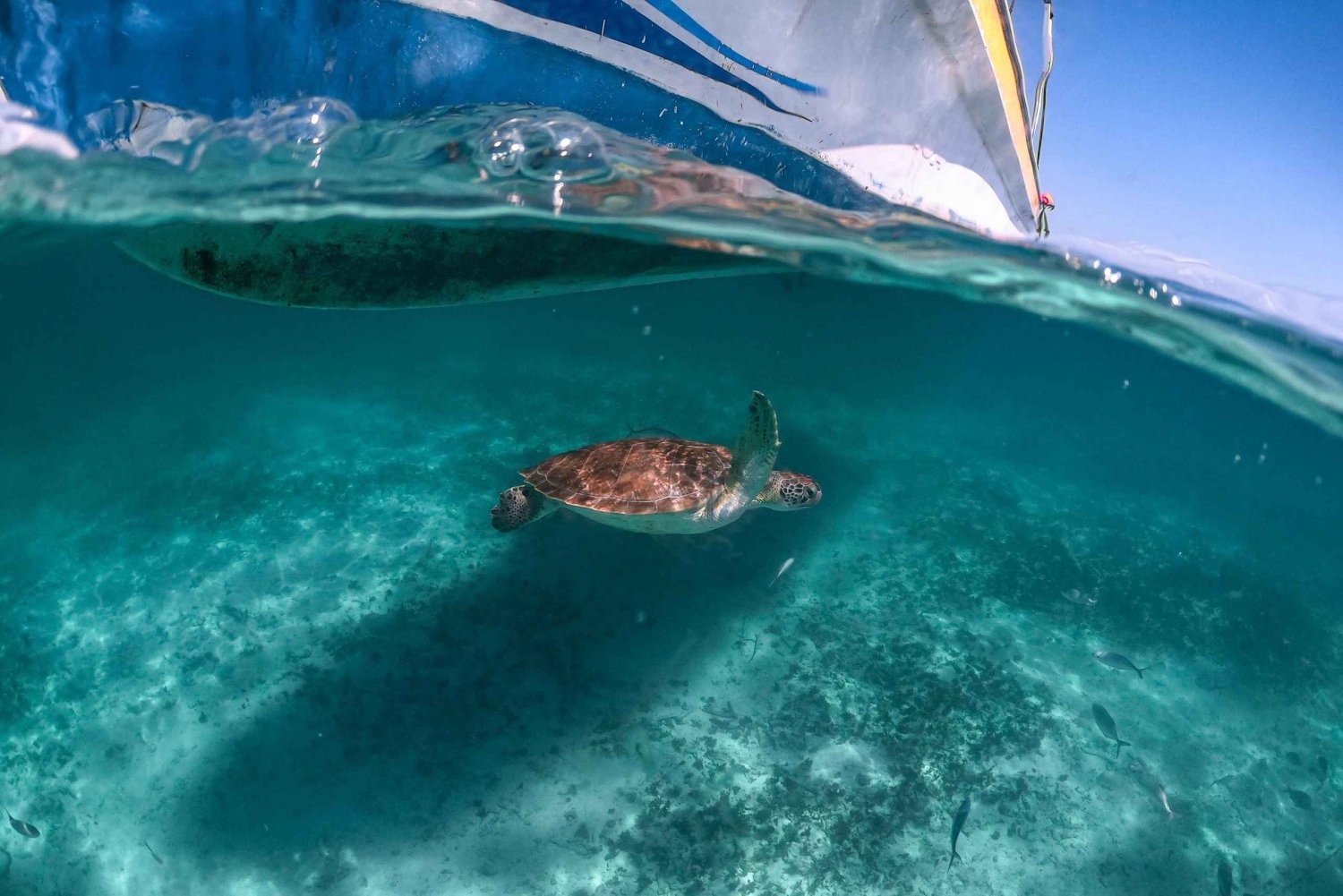Playa del Carmen: Schwimmen und Schnorcheln mit Schildkröten am Strand von Akumal