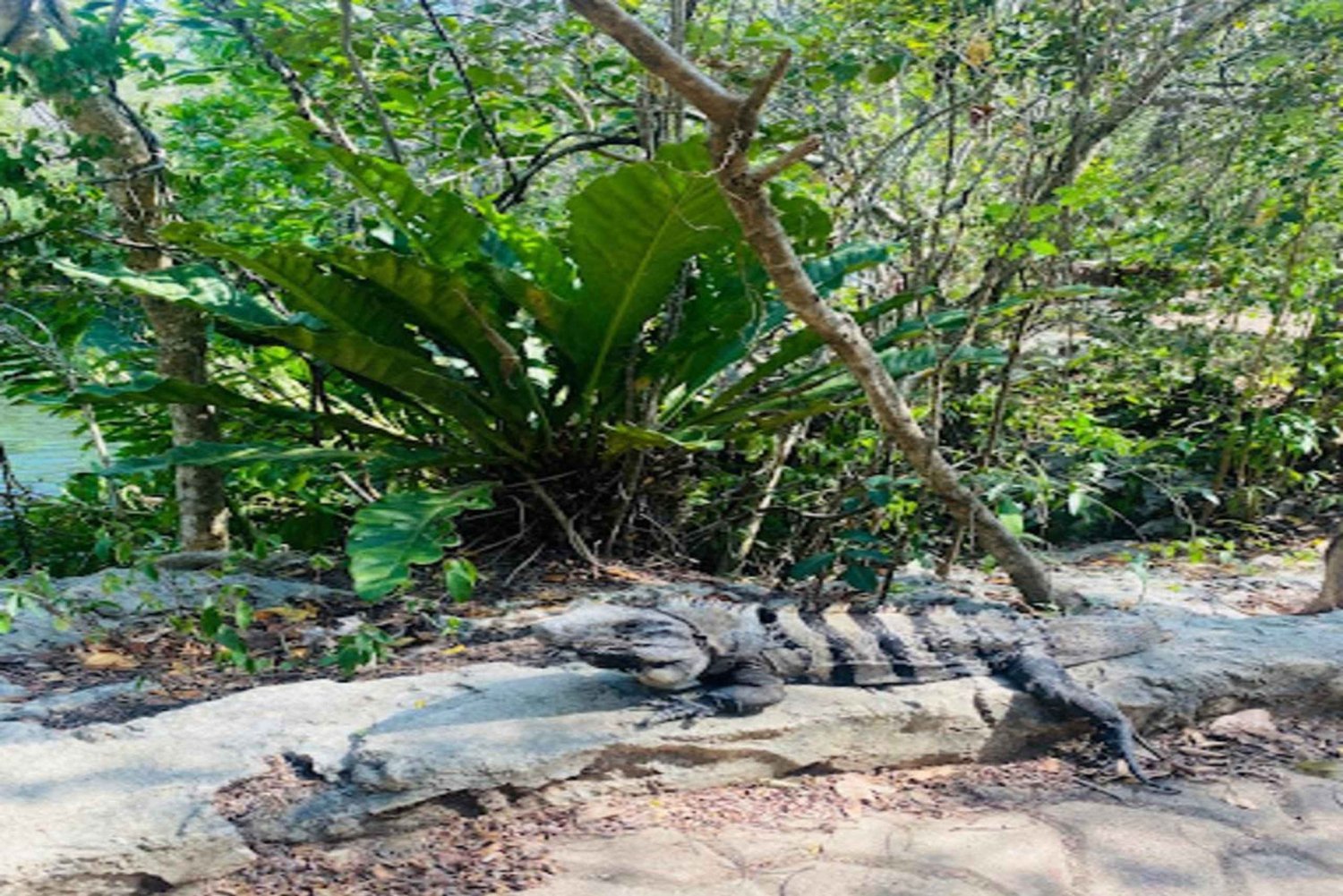 Playa del Carmen: Tour a Chichén Itzá e Valladolid