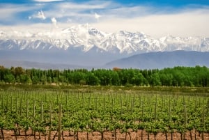 Private Day Mendoza Wineries (Opt Flight from Buenos Aires)