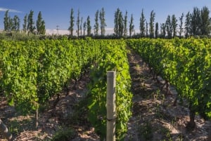 Private Day Mendoza Wineries (Opt Flight from Buenos Aires)