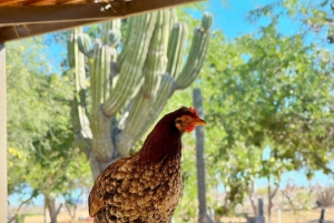 Private experience from Los Cabos to La Paz: (Balandra)