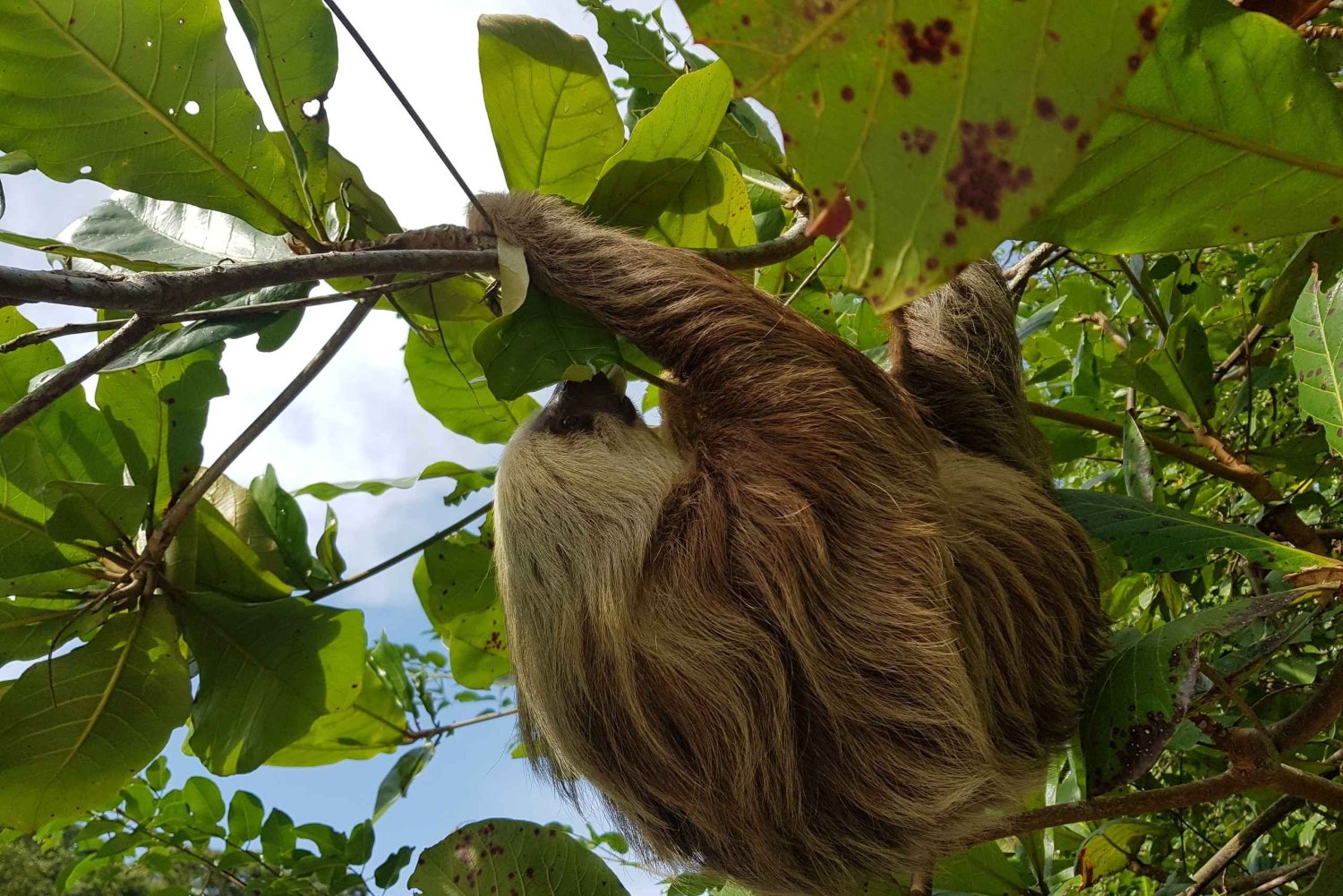Puerto Limon: City Highlights and Cahuita National Park Tour
