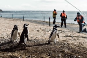Punta Arenas: Caminata con Pingüinos en Isla Magdalena y Marta