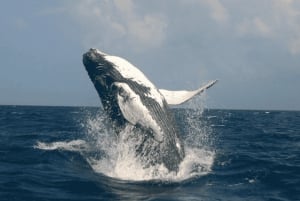 Punta Cana: Excursión a Samaná, Cayo Levantado y El Limón