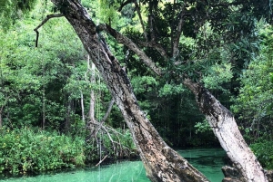Punta Cana: Viagem diurna a Playa Rincon, Samana e Cayo Levantado