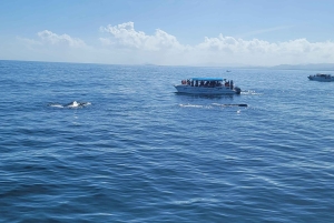 Punta Cana:Samaná Bay,Bacardí Island and El Limón Waterfall