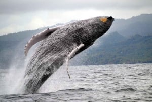 Punta Cana: Samaná Day Tour with Horse Ride and Cruise