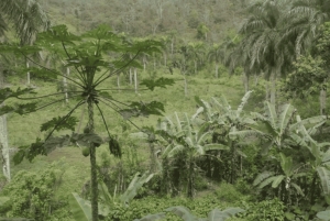 Punta Cana: Samana Full Day Tour with Lunch