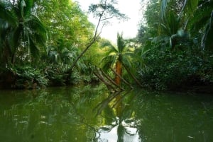 Quepos: Kayak Tour in the Mangroves Near Manuel Antonio Park