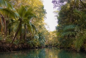 Quepos: Kayak Tour in the Mangroves Near Manuel Antonio Park
