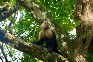 Quepos: Kayak Tour in the Mangroves Near Manuel Antonio Park