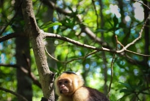 Quepos: Kayak Tour in the Mangroves Near Manuel Antonio Park