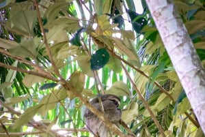 Quepos: Kayak Tour in the Mangroves Near Manuel Antonio Park
