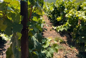 Reims/Epernay : Excursion d'une journée en Champagne avec dégustations