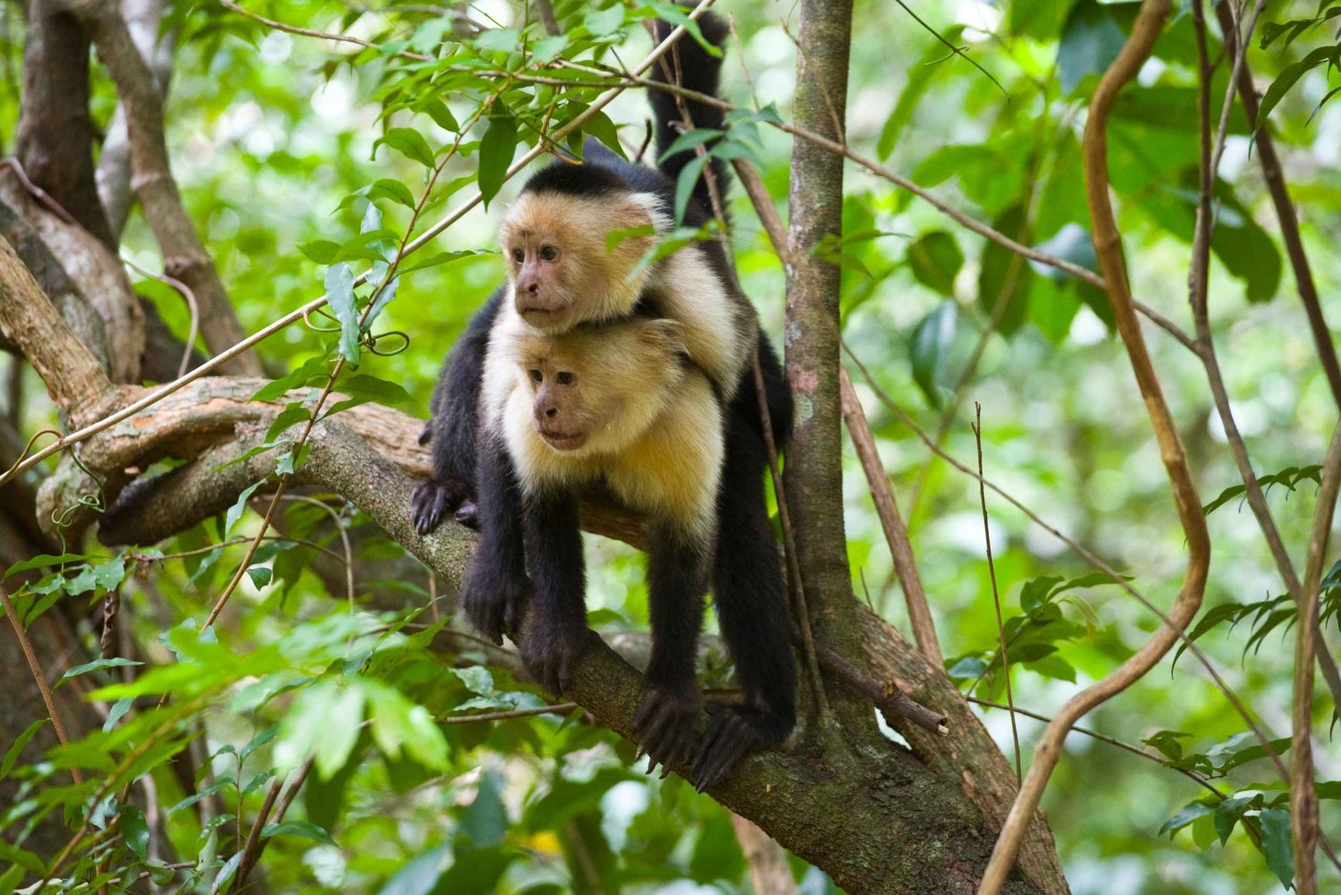 Rincón de la Vieja: Endags naturtur