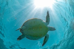 Riviera Maya: Tulum Ruins, Sea Turtles & Cenote Day Tour