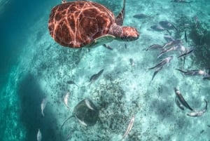 Riviera Maya: Tulum Ruins, Sea Turtles & Cenote Day Tour