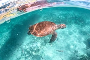 Riviera Maya: Tulum Ruins, Sea Turtles & Cenote Day Tour