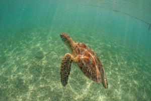 Riviera Maya: Tulum Ruins, Sea Turtles & Cenote Day Tour