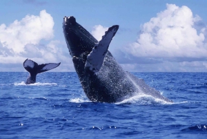 Samana, Ballenas, Cayo Levantado, Horseback Riding