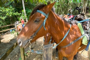 Samaná desde Punta Cana: Cayo Levantado y Cascada El Limón