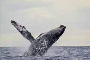 San José del Cabo: Whale Watching Experience