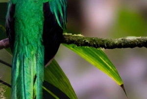 San José: Vulcão Irazú e Aventura Quetzal