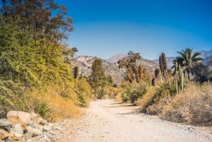 Santiago: La Campana National Park & Olmué Private Tour