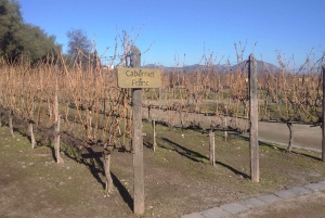 Santiago: Main Chilean Wineries Private Half-Day Tours