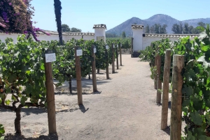 Santiago: Main Chilean Wineries Private Half-Day Tours
