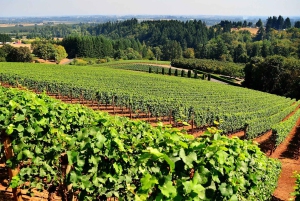 Santiago: Main Chilean Wineries Private Half-Day Tours