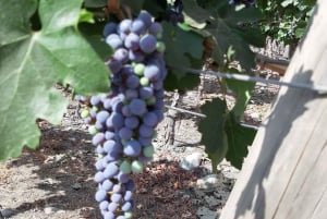 Santiago: Private Full-Day Valparaiso and Viña del Mar Tour