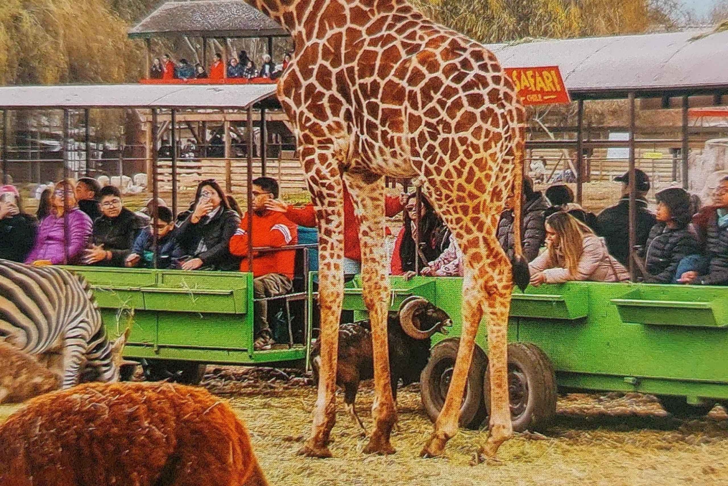 Santiago: Safari Park Tour