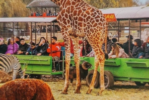 Santiago: Safari Park Tour