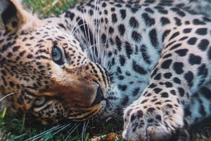 Santiago: Safari Park Tour