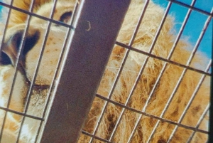 Santiago: Safari Park Tour