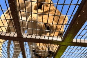 Santiago: Safari Rancagua Tour