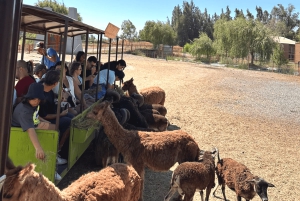 Santiago: Safari Rancagua Tour